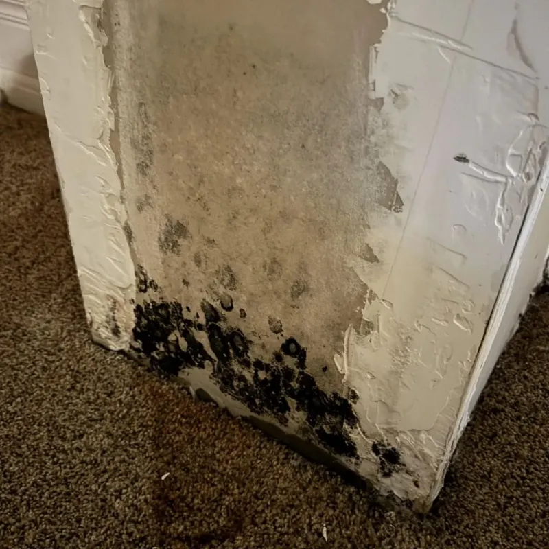 Professional Mold Removal in Boise City, OK